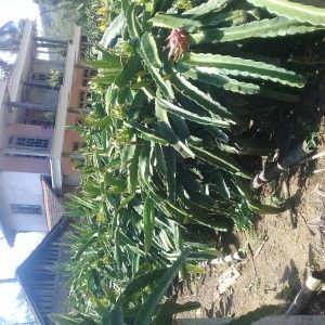 Lomba Kawasan Rumah Pangan Lestari