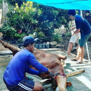 Penyembelihan Hewan Kurban di Kec. Ngrayun