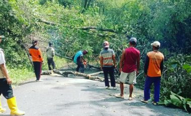 Pemotongan Kayu dan Pemangkasan Ranting Pohon